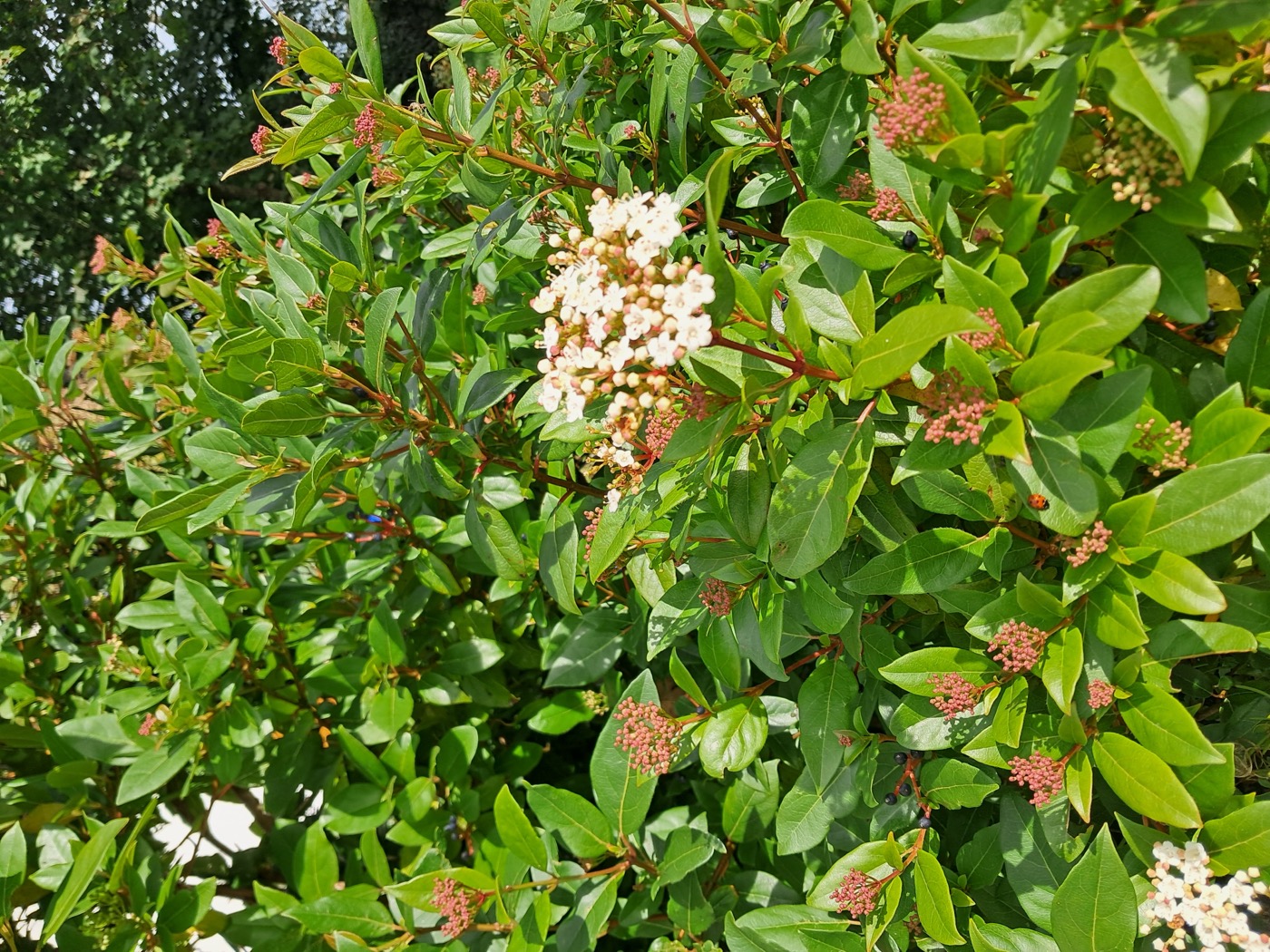 A leafy green shrub with clusters of pink buds and white blossom in sunlight