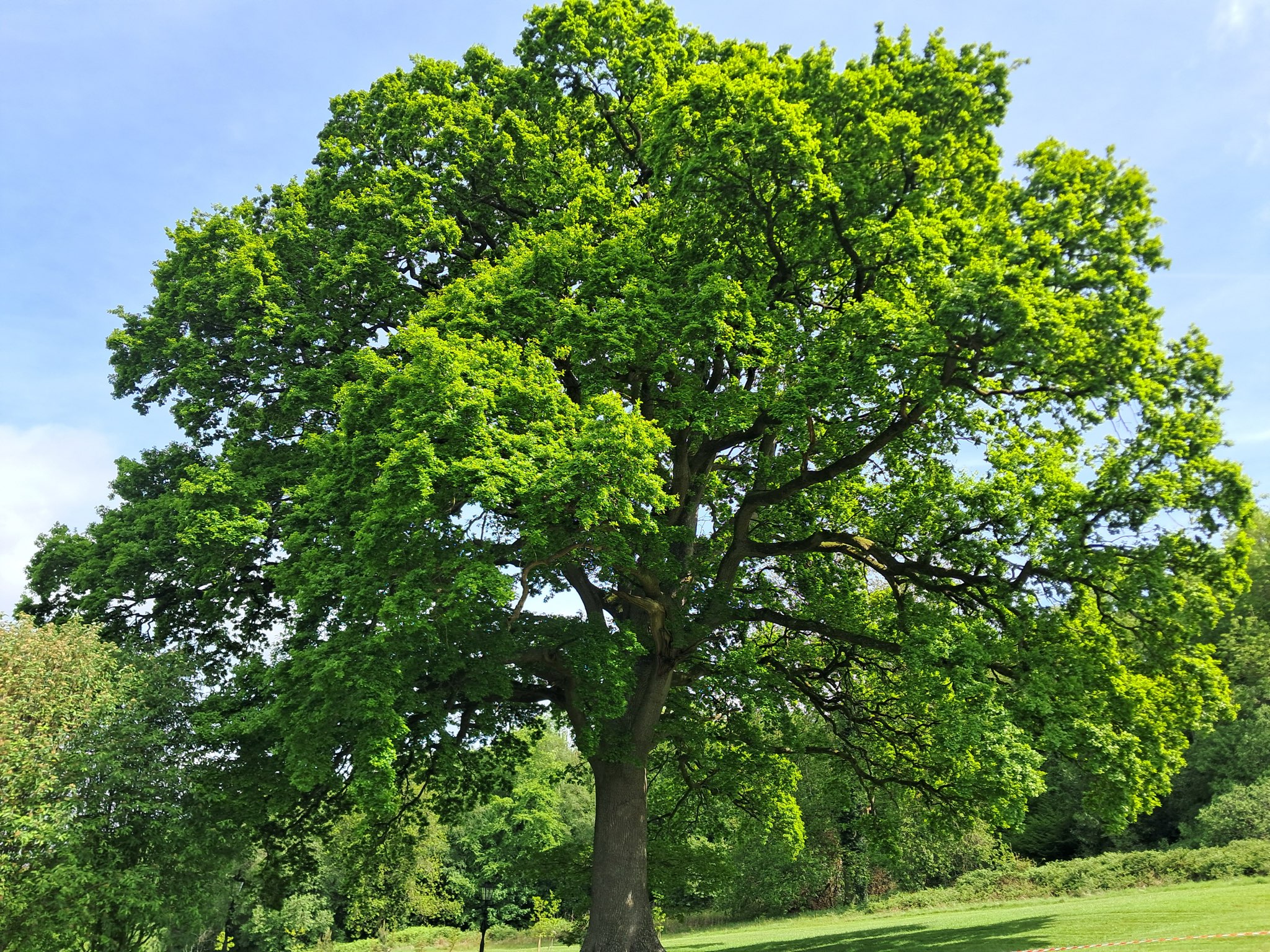 A large oak tree in full leaf under a blue sky